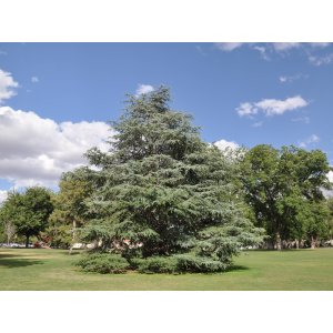 Céder atlantský (Cedrus atlantica) ´GLAUCA´ - výška 80-100 cm, kont. C12L (-23°C)